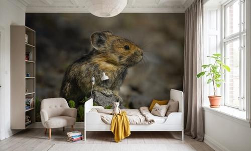 American Pika