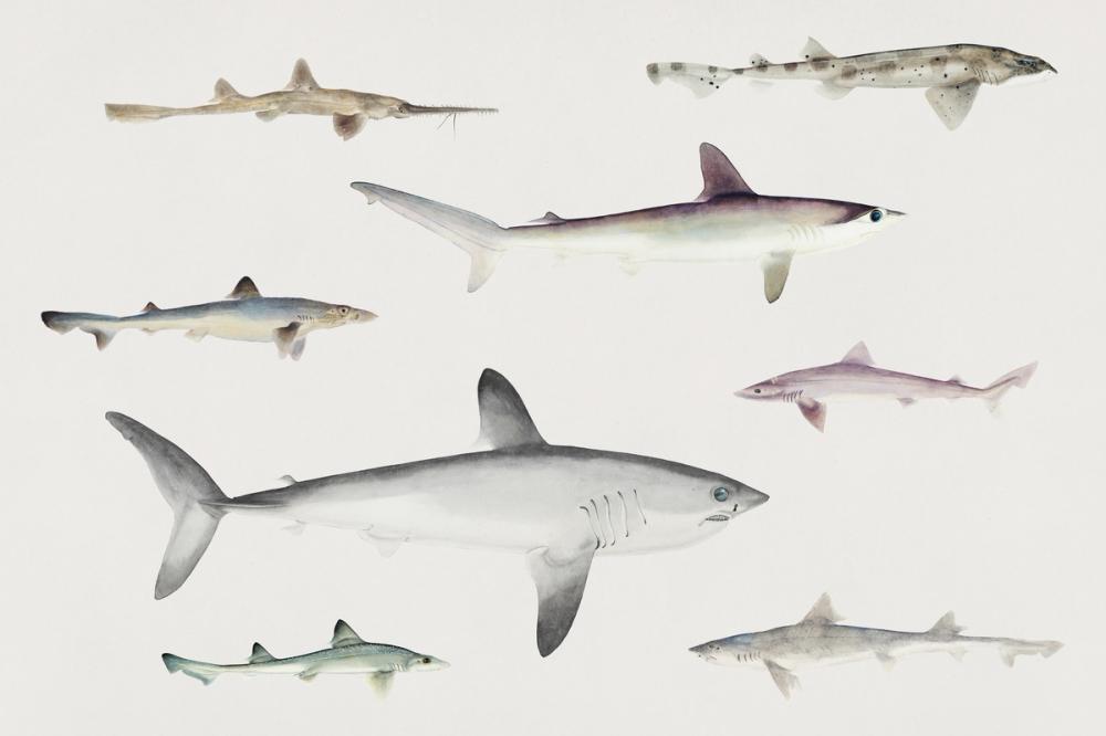 Sharks of the Pacific Ocean
