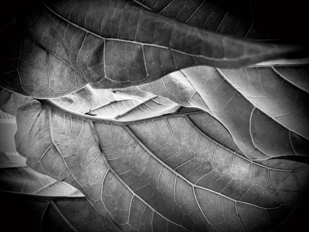 Sunlit Leaf I