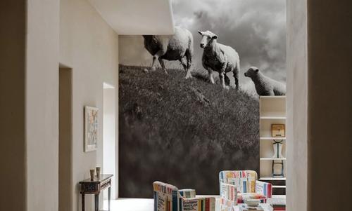 Wanaka Sheep IV