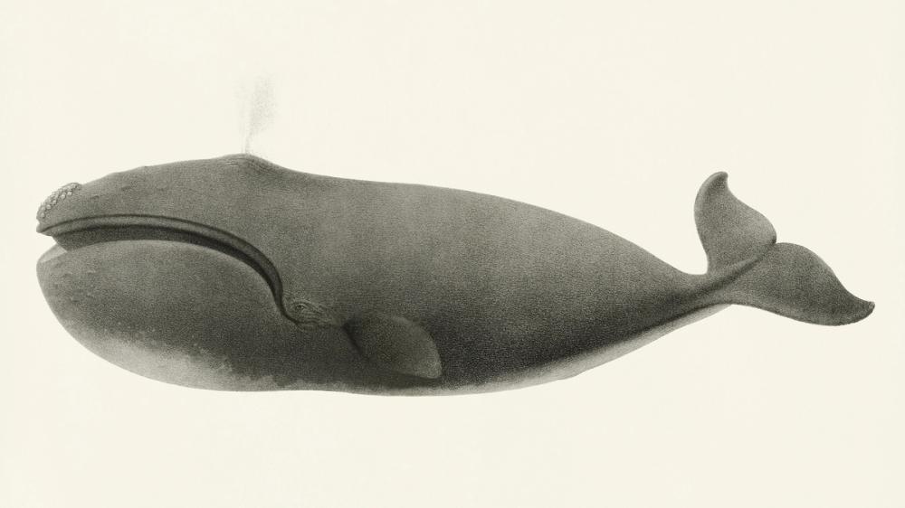 North Pacific Right Whale