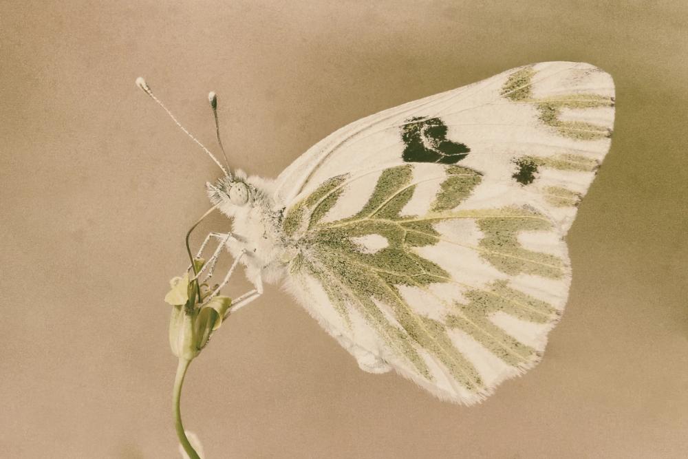 Sagebrush White Sepia