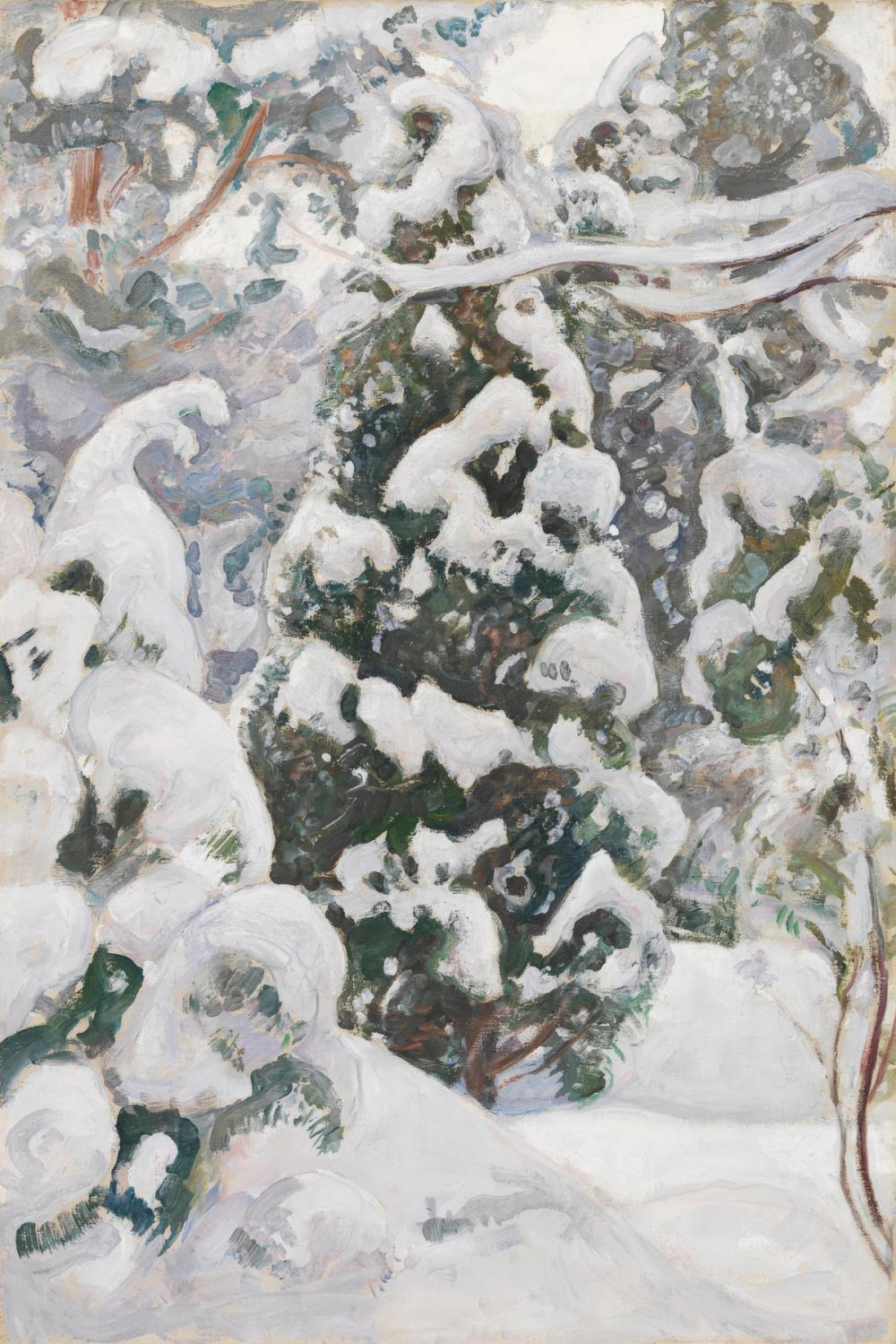 Juniper Tree In The Snow