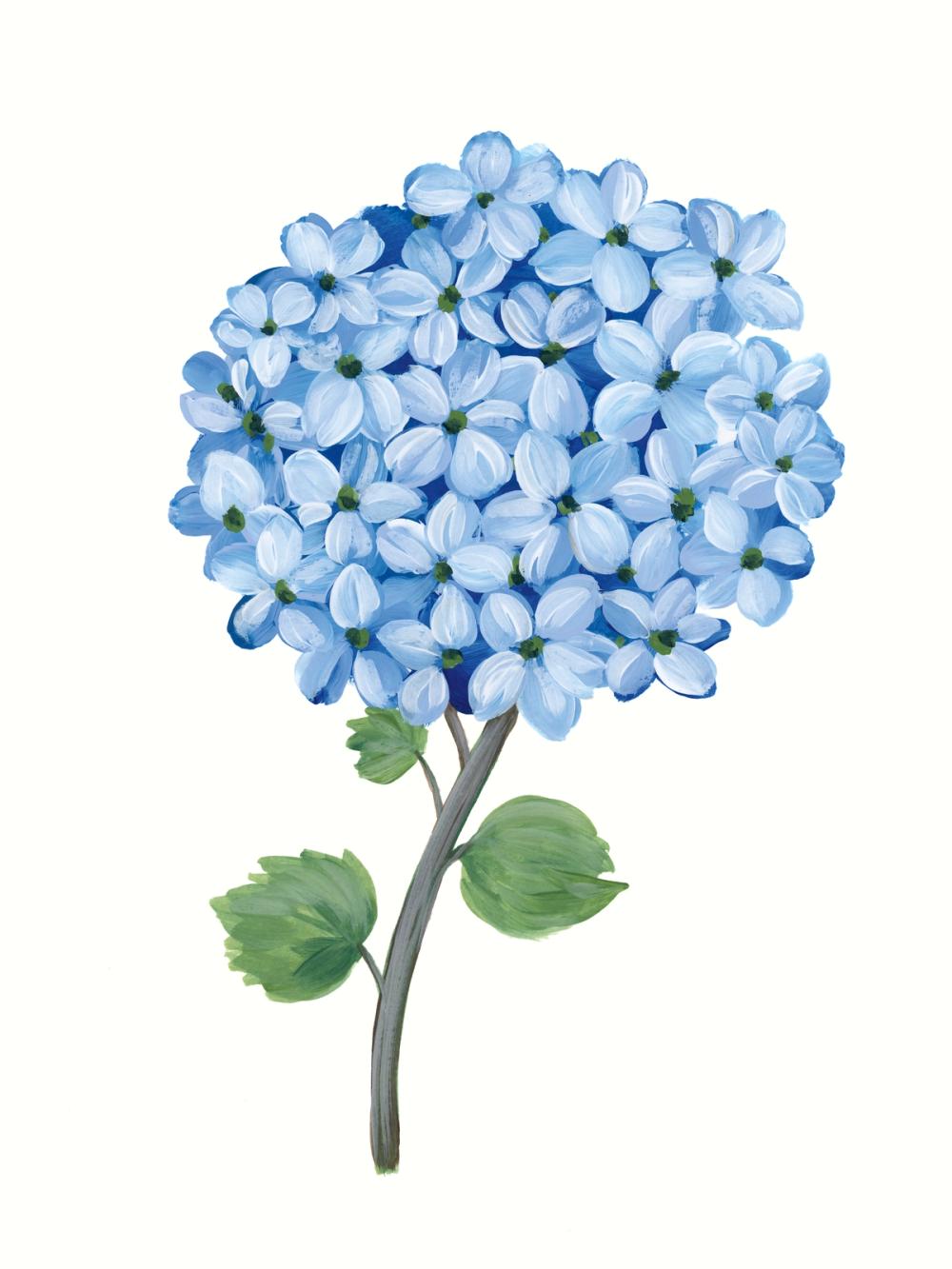 Nantucket Blue Hydrangea I