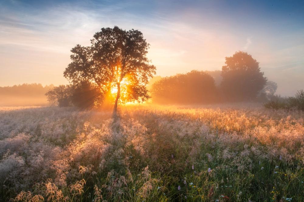 Misty Sunny Field