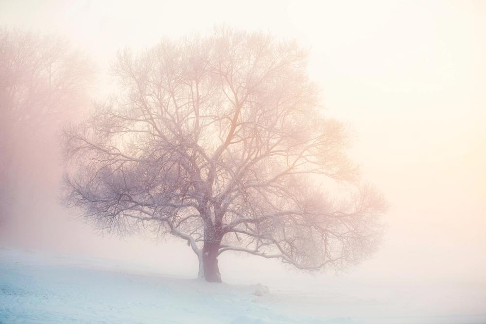 Winter Frost Tree