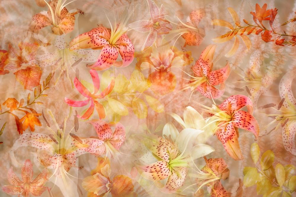 Dancing Bright Lilies