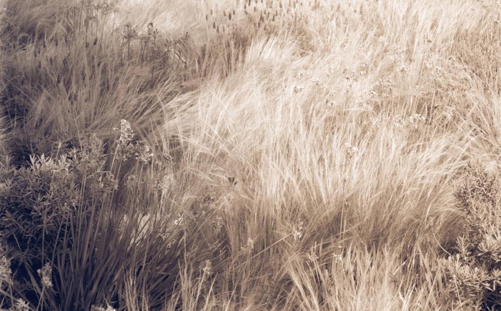 Soft Grasses II