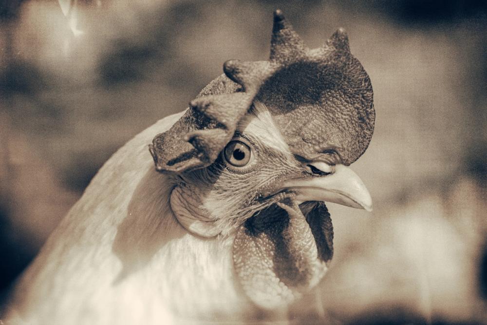 Chicken in the Sun I Sepia