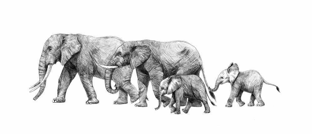 Safari Elephants Illustration