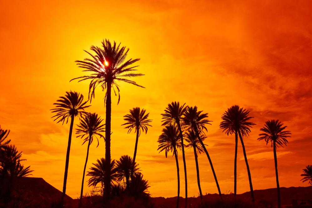 Almeria Palms