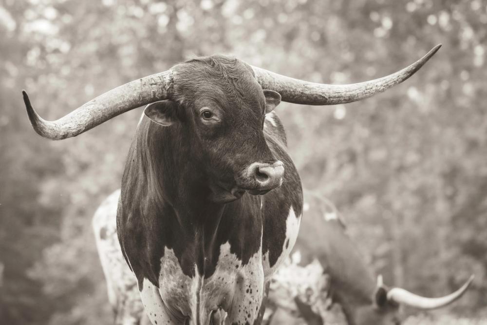 Longhorn Gaze I Sepia