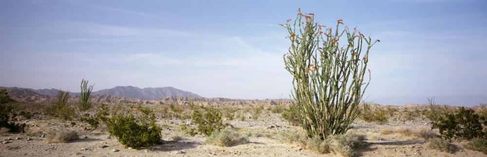 Desert Ocotillo