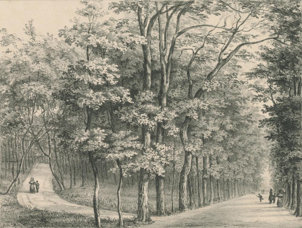 Grand Allée Etching