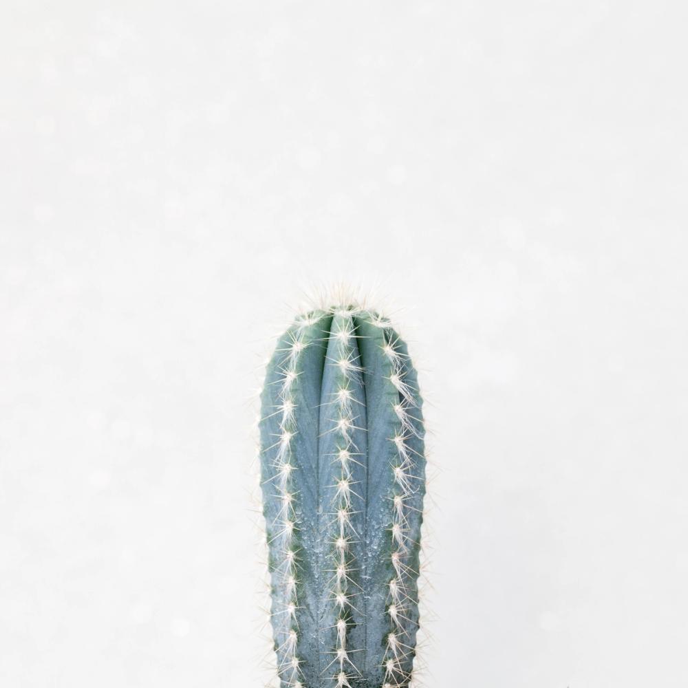 Desert Treasures III