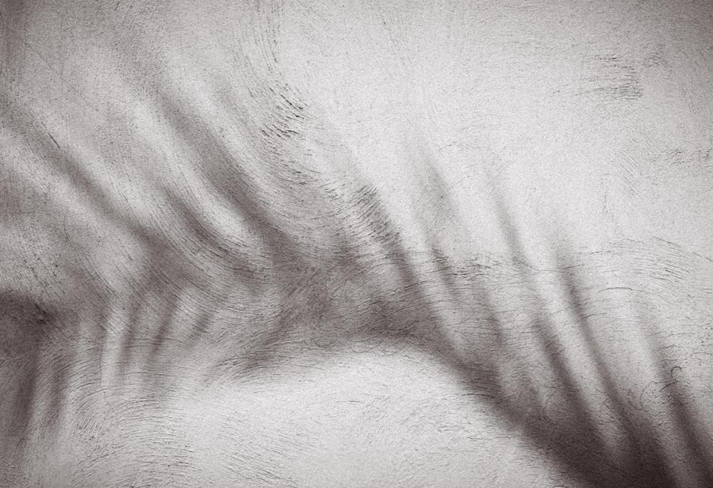 Palm Shadow Afternoon II