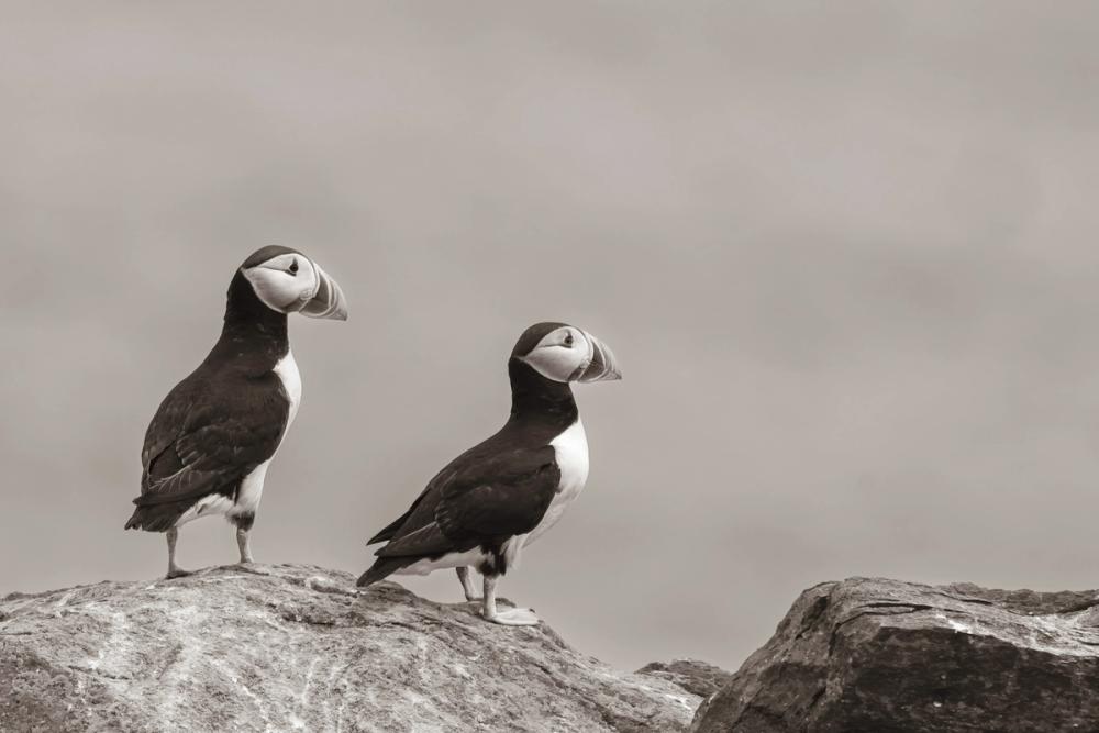 Atlantic Puffin Pair Sepia