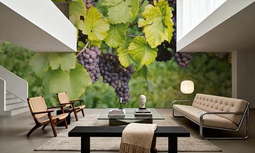 Vineyard Harvest