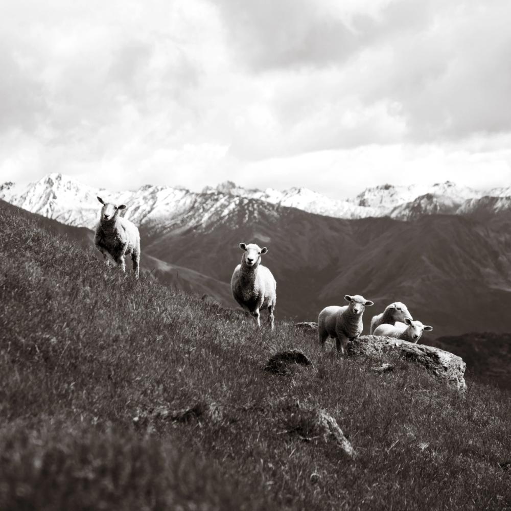 Wanaka Sheep III