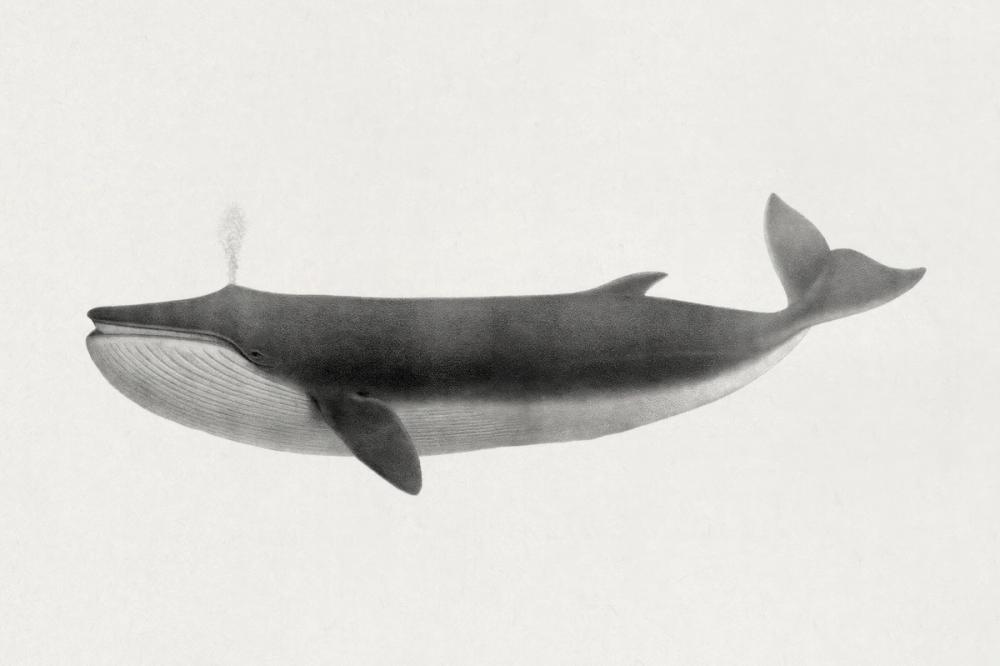 Fin Whale