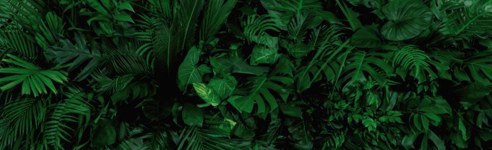 Banana Leaves