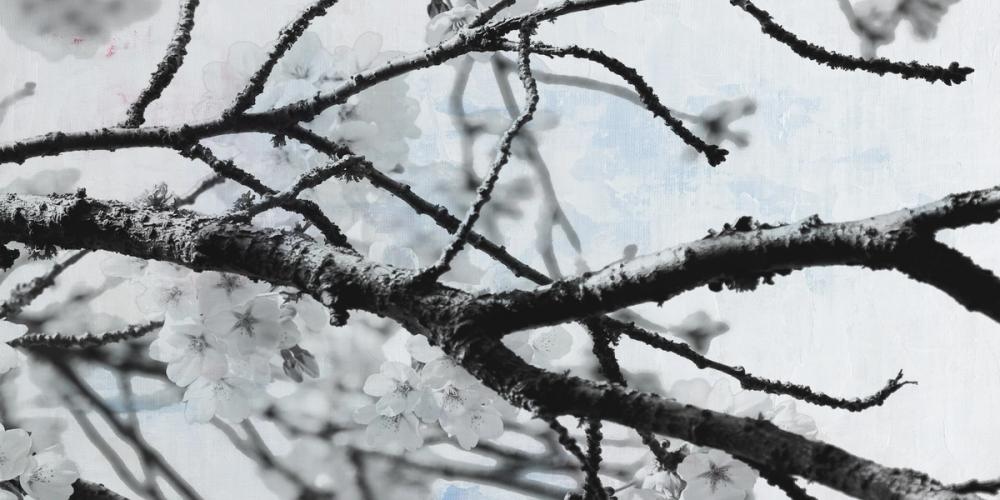 Cherry Blossom Branch