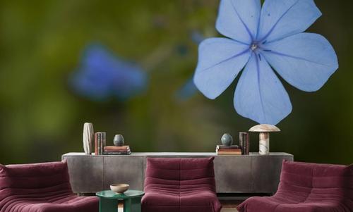 Plumbago