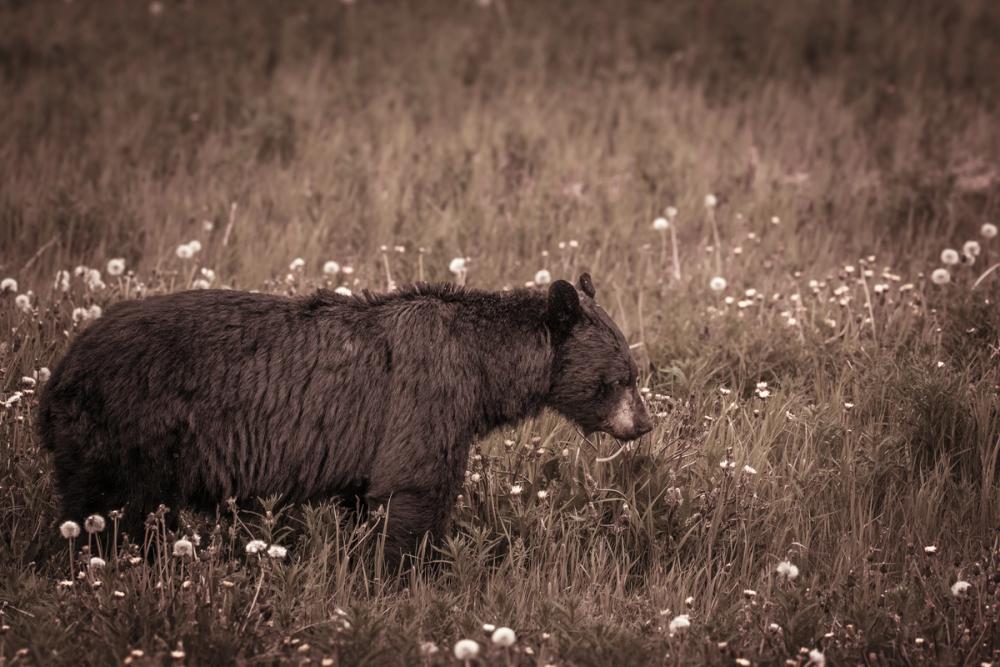 Black Bear Meadow
