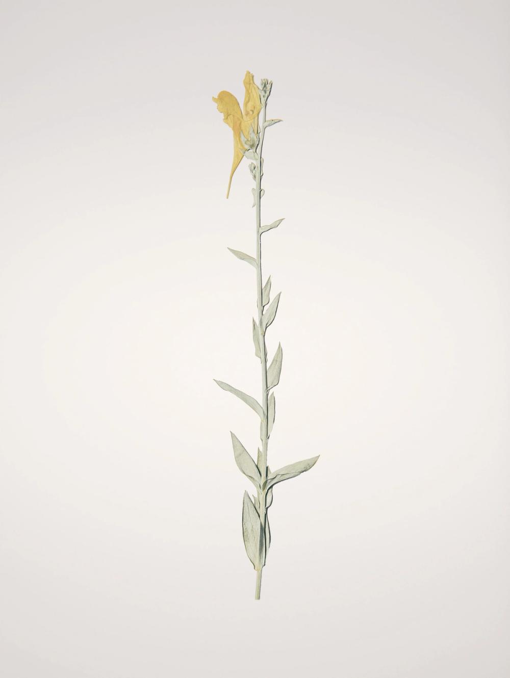 Field Journal Entry VIII Color