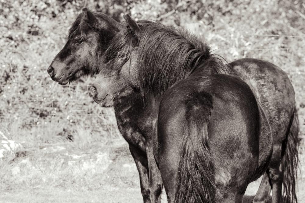 Dartmoor Ponies IV