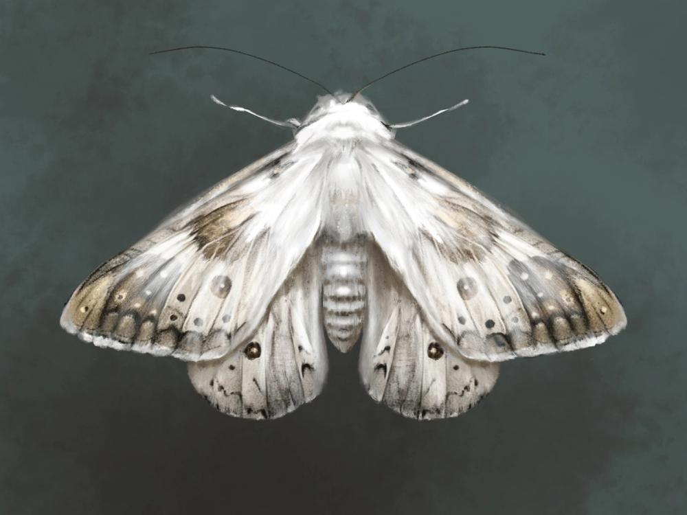 Elegant Moth II