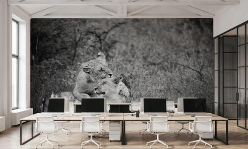 Playful Lions BW