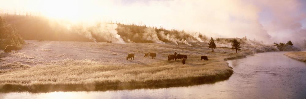 Bison Firehole River