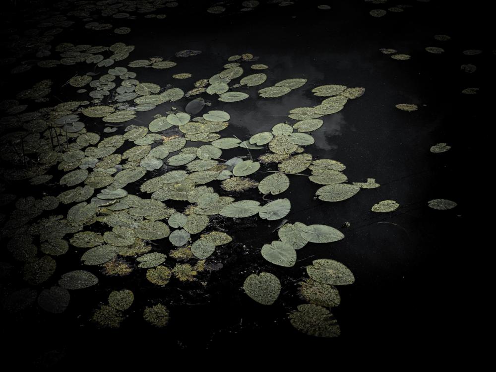 The Leaf And the Depth