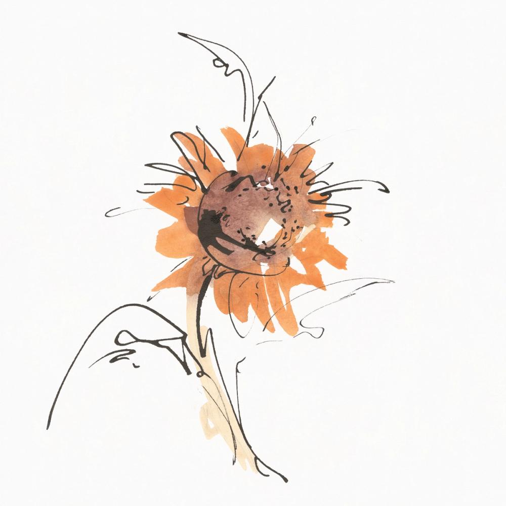 Apricot Sunflower IV