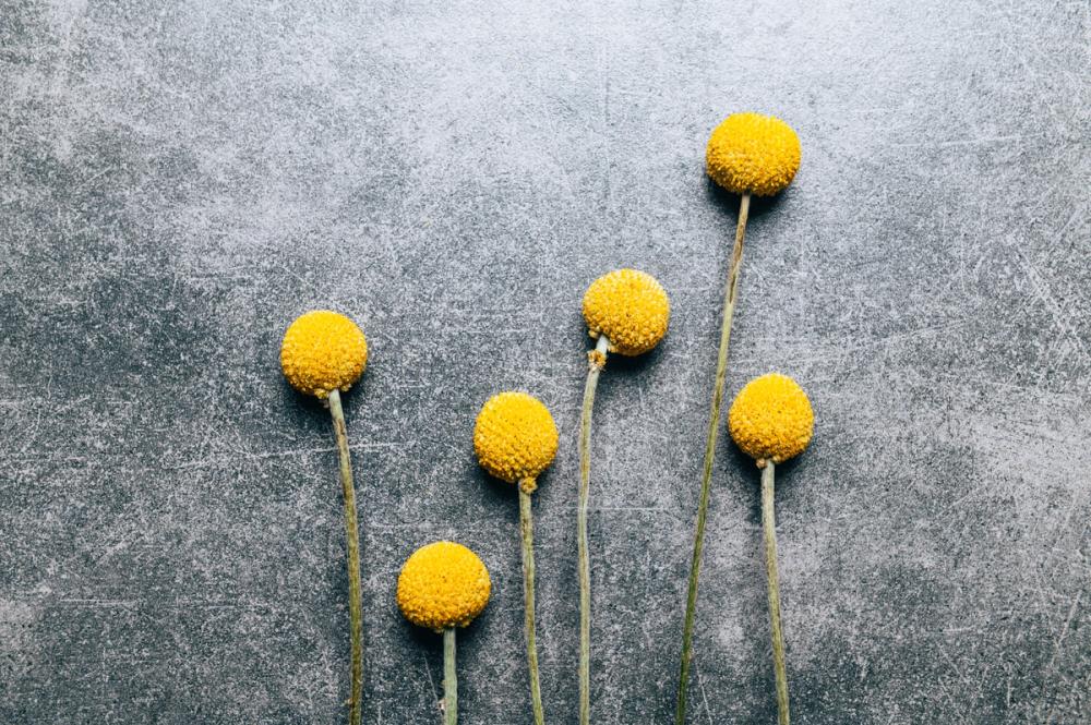 Craspedia Dry Flowers