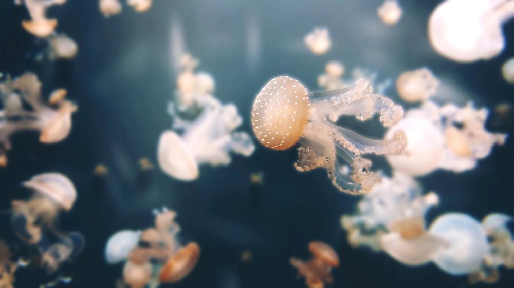 Baby Jellyfish