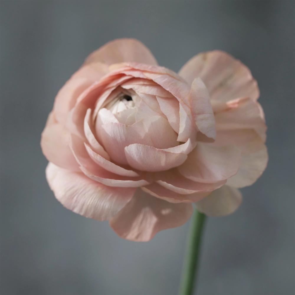 Romantic Ranunculus