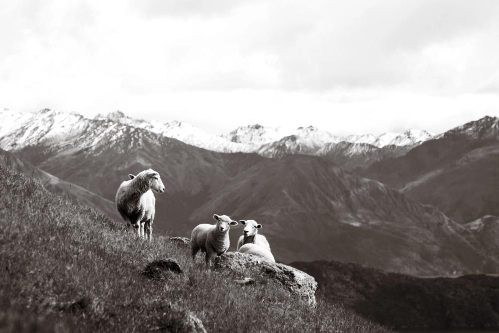 Wanaka Sheep I