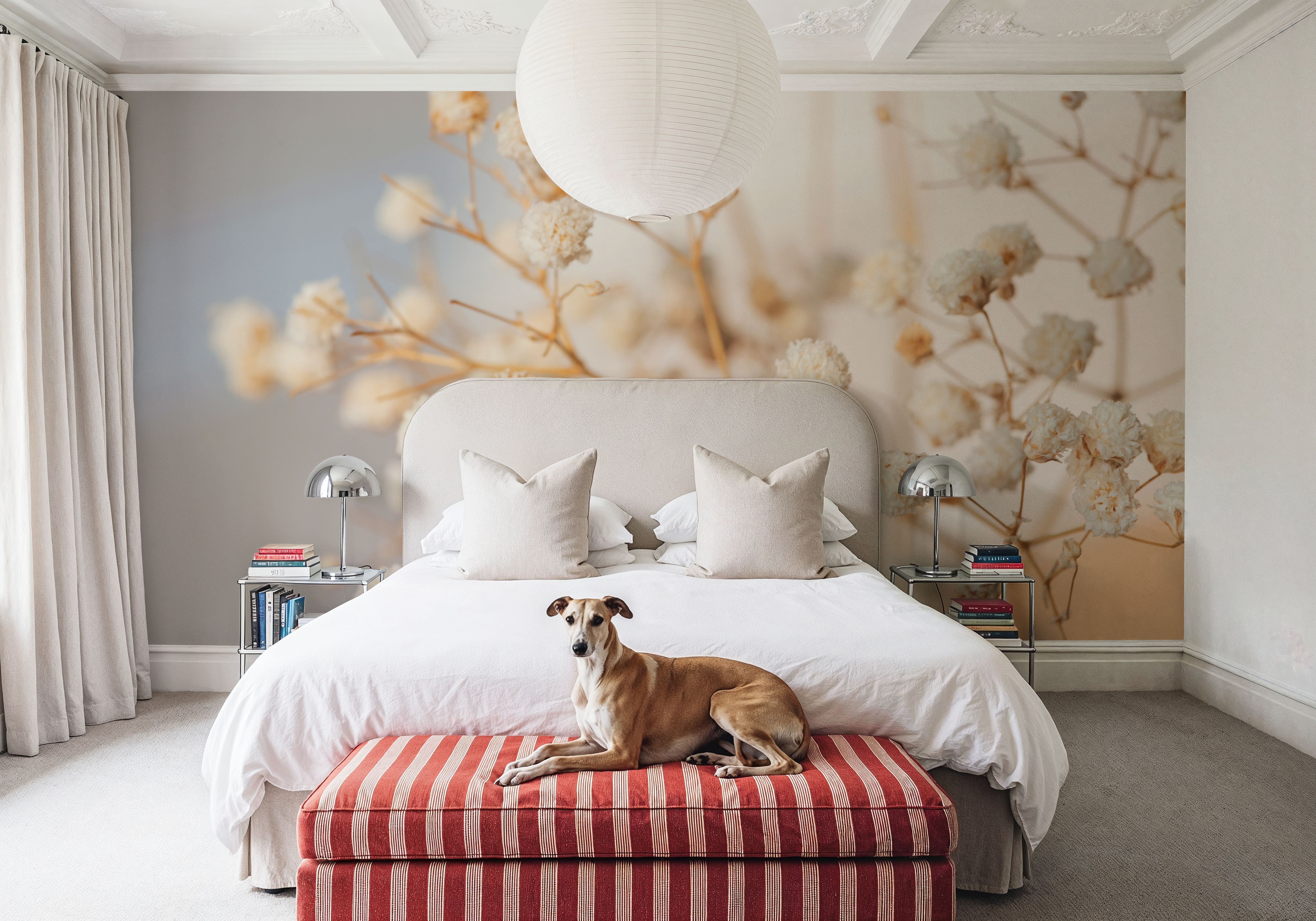 Gypsophila , Wallpaper