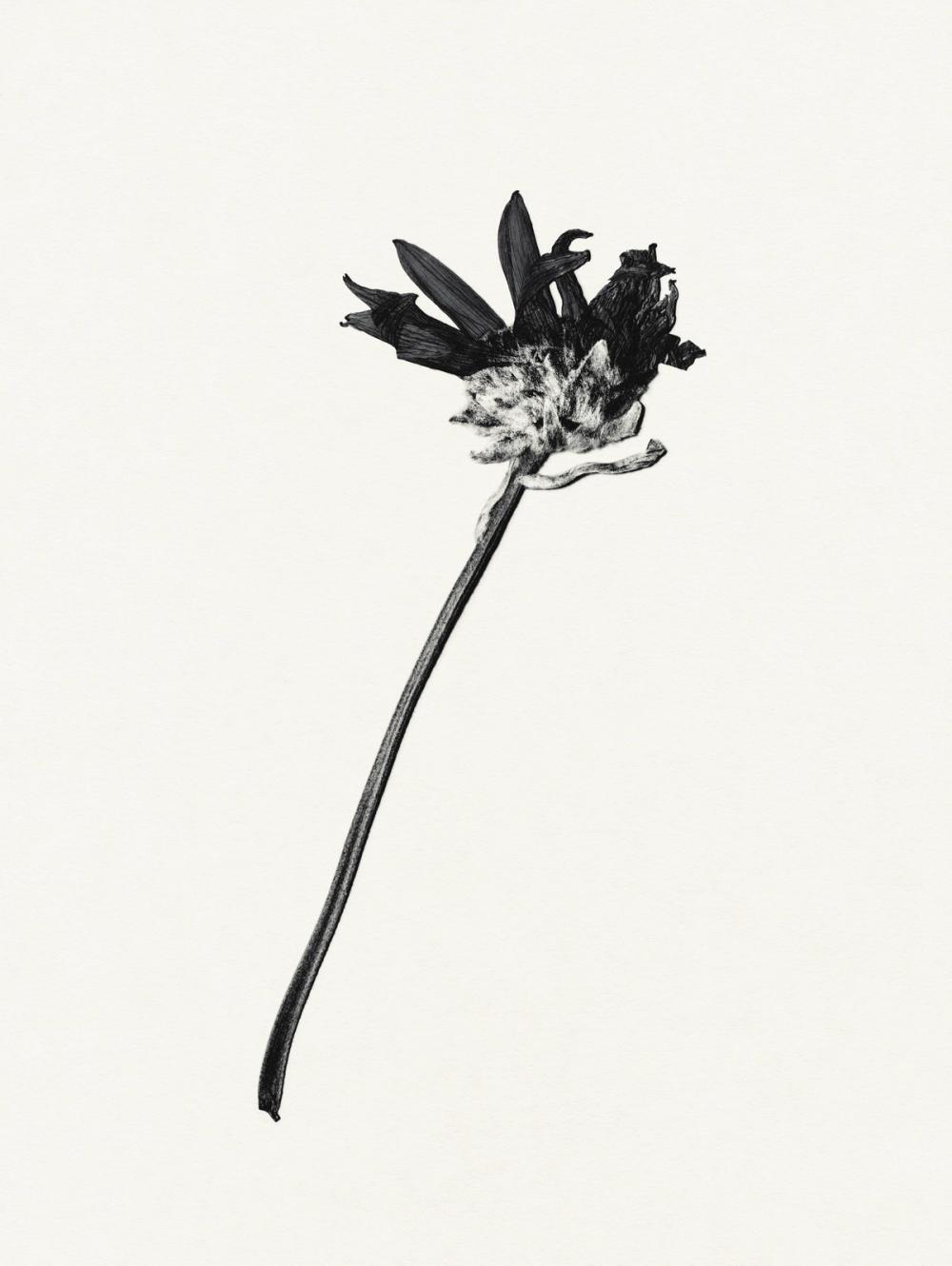 Field Journal Entry IV