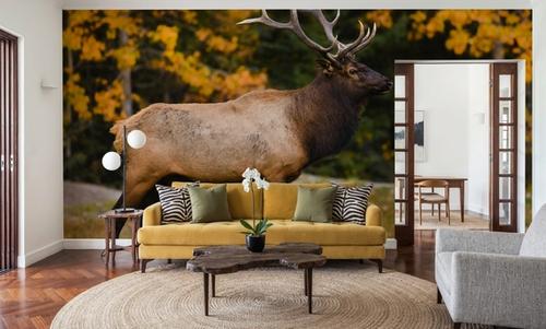 Bull Elk