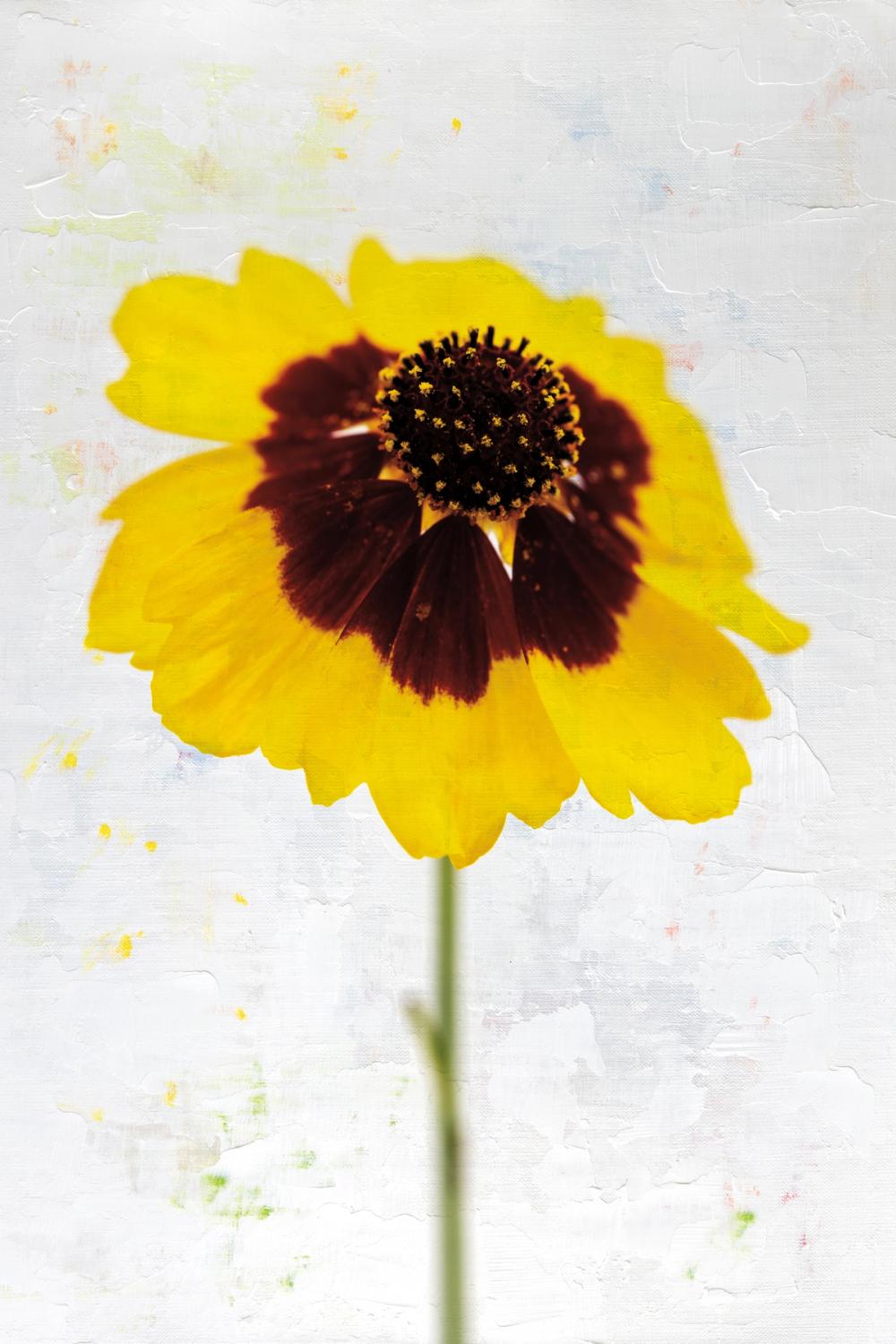 Wonderful Wildflowers XI