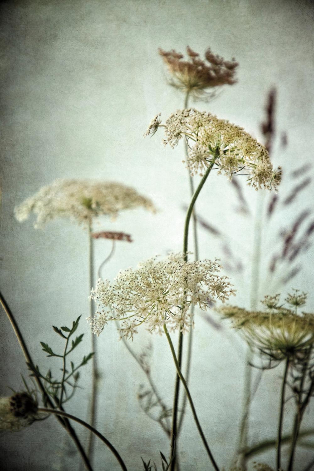 Queen Annes Lace Up Close I