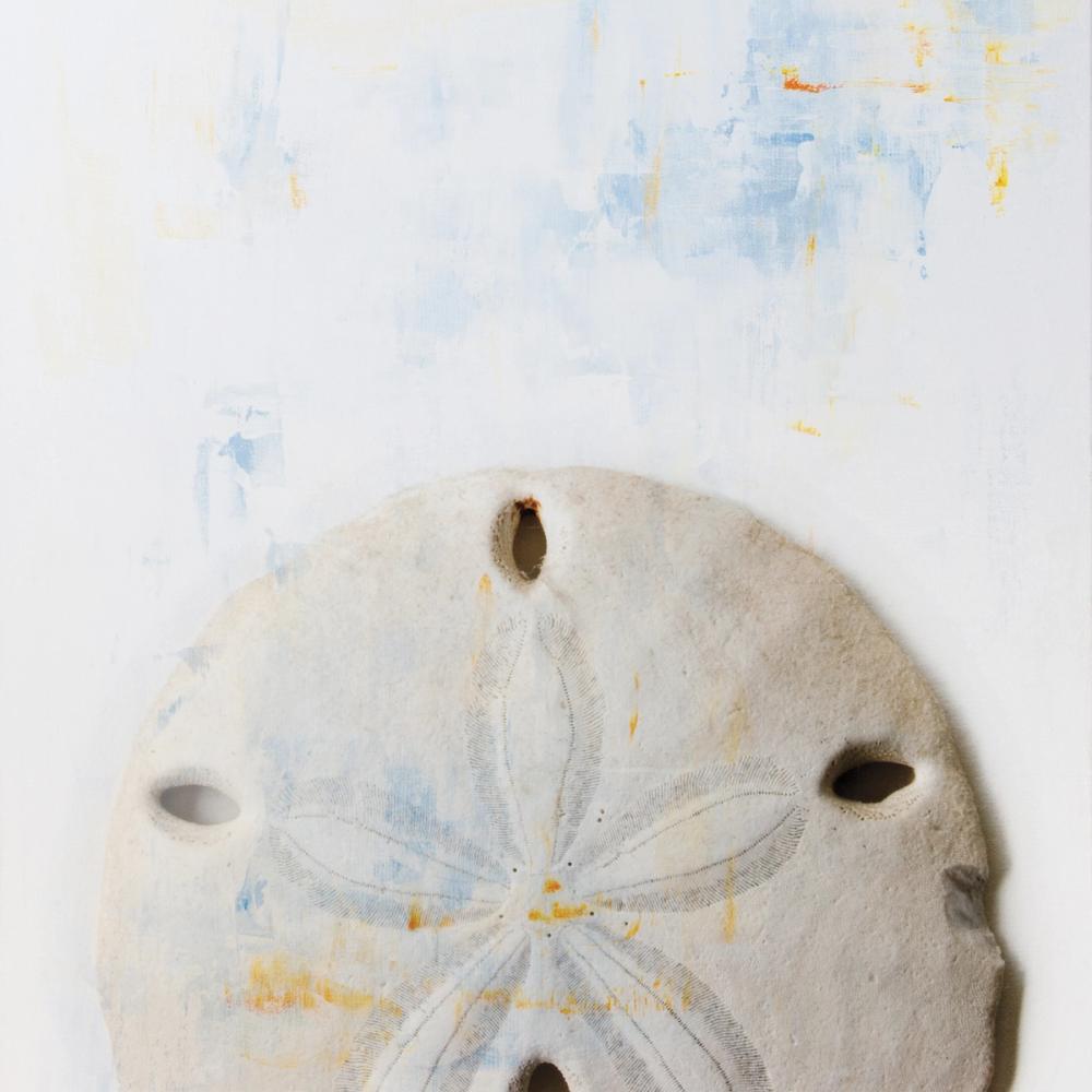 Sand Dollar