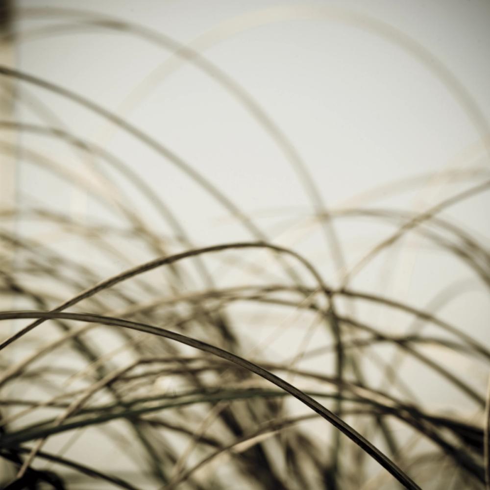 Beach Grass I