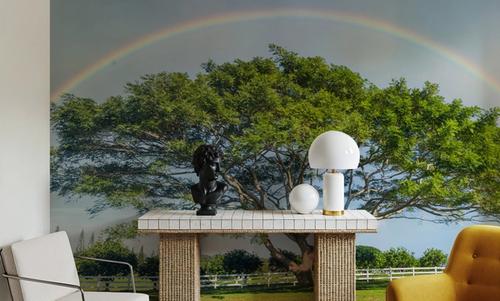 Acacia Rainbow