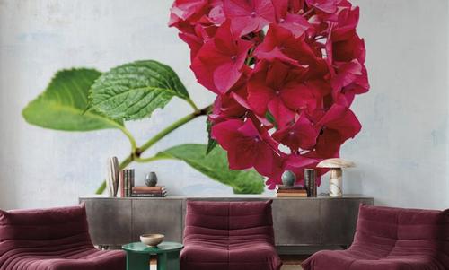 Bright Red Hydrangea