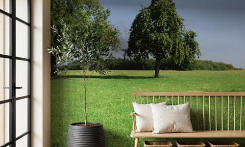 Tranquil Tree Line