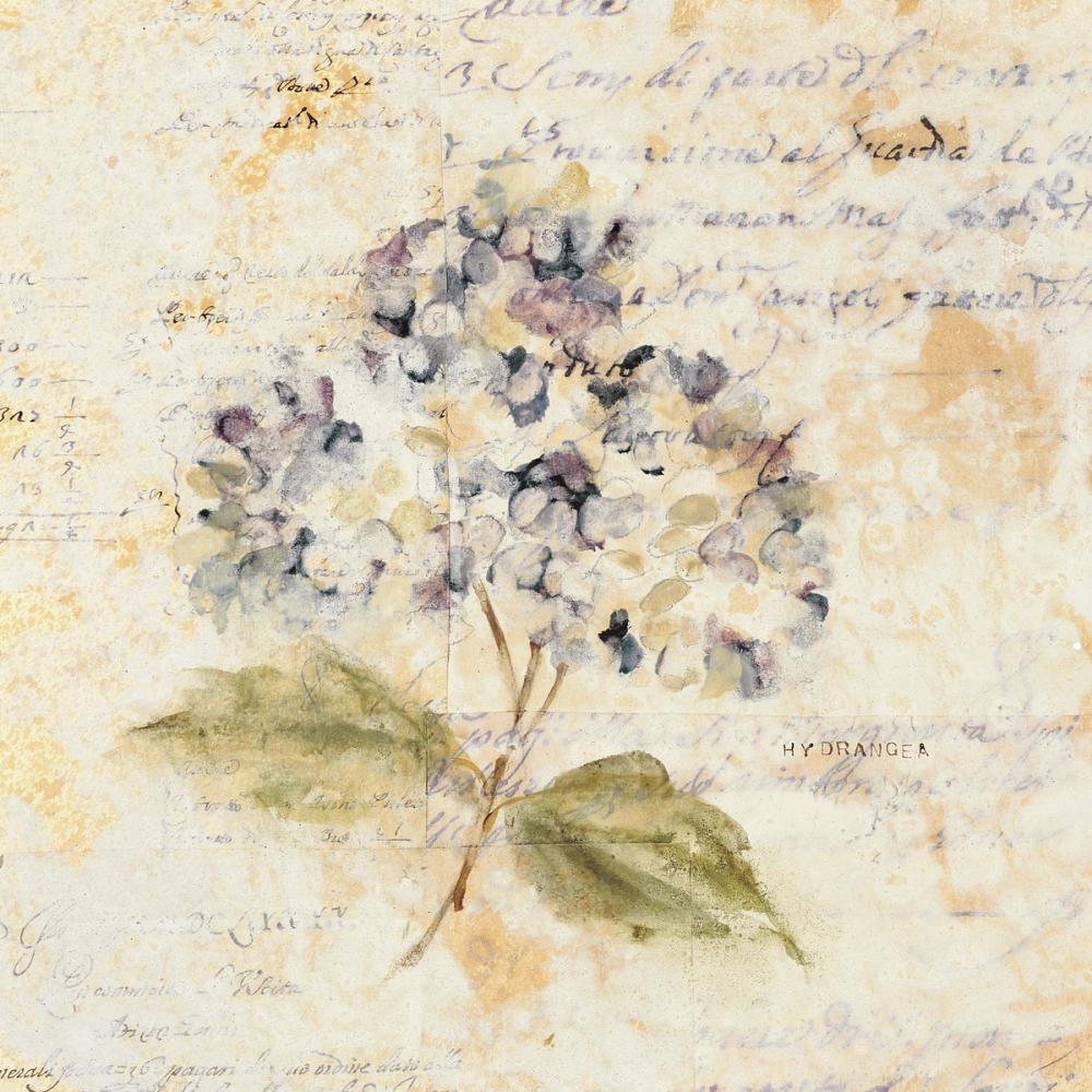 White Wash Hydrangea